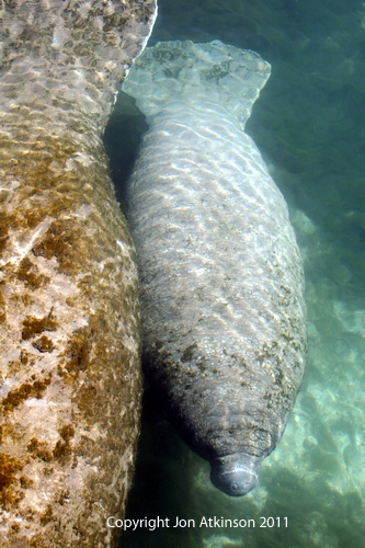 Manatees, Crystal River, Florida. Manatee